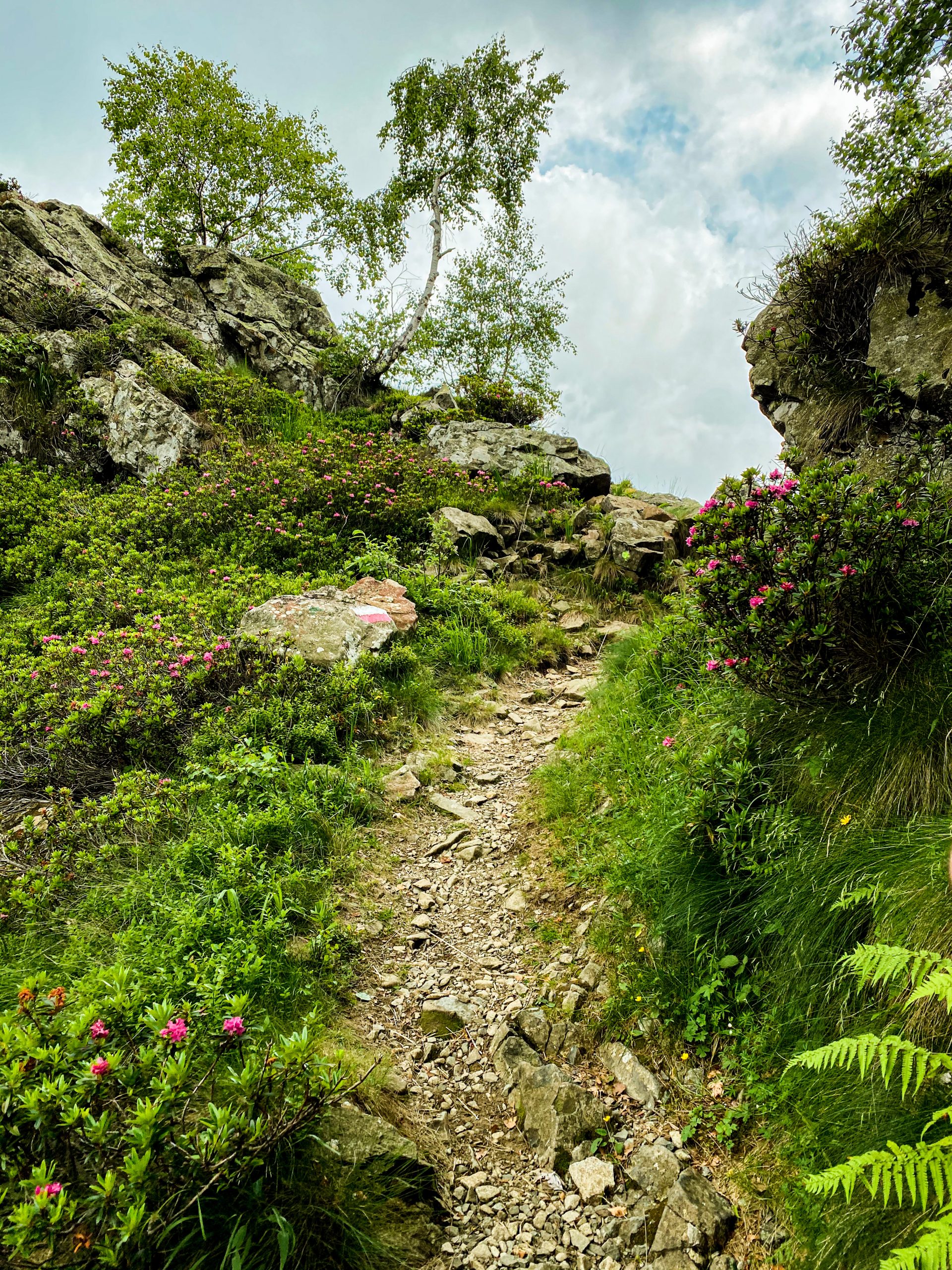 Un sentiero nell'oasi zegna per un trekking iper locale